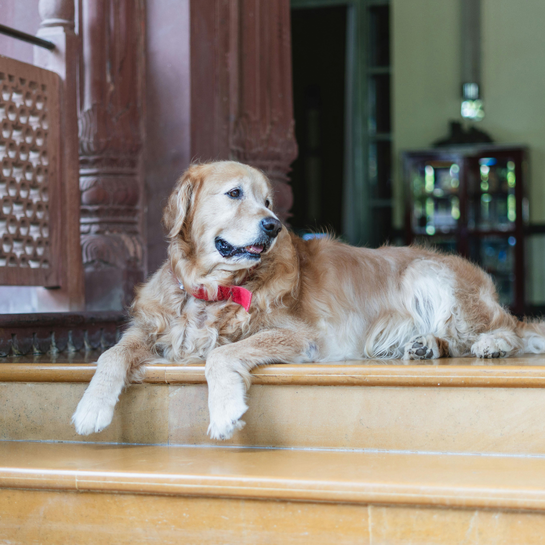 Hotel para Cachorro para Viagem | Hospedagem Segura para Seu Pet Enquanto Você Viaja