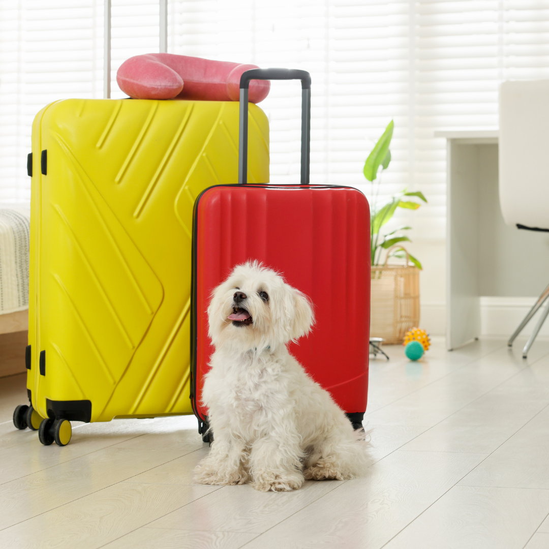 Hotel para Cachorro Férias | Hospedagem Segura em Períodos de Alta Demanda