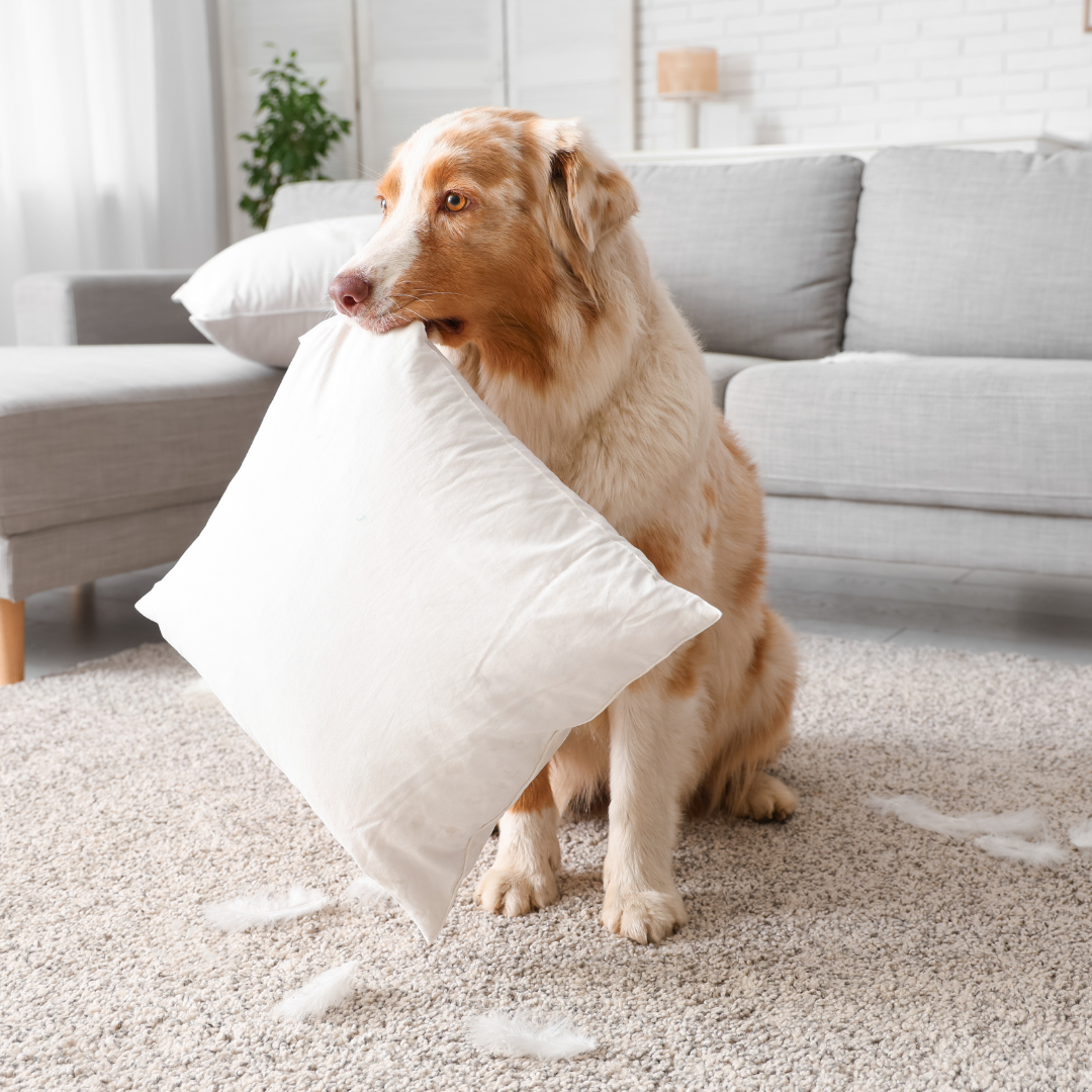Hotel para Cachorro Aberto Agora | Hospedagem Imediata com Segurança