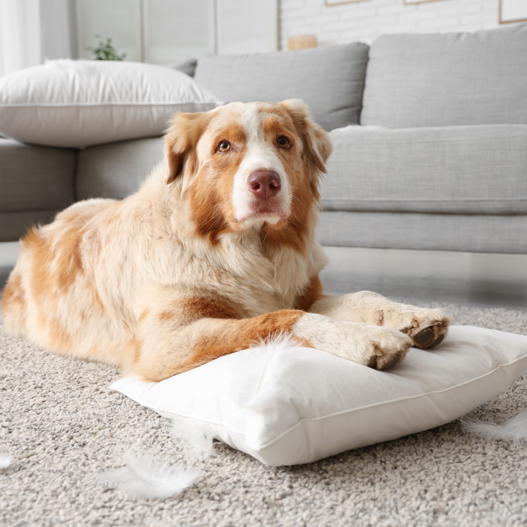 Hotel para Cachorro Perto de Mim Agora | Hospedagem Imediata com Segurança
