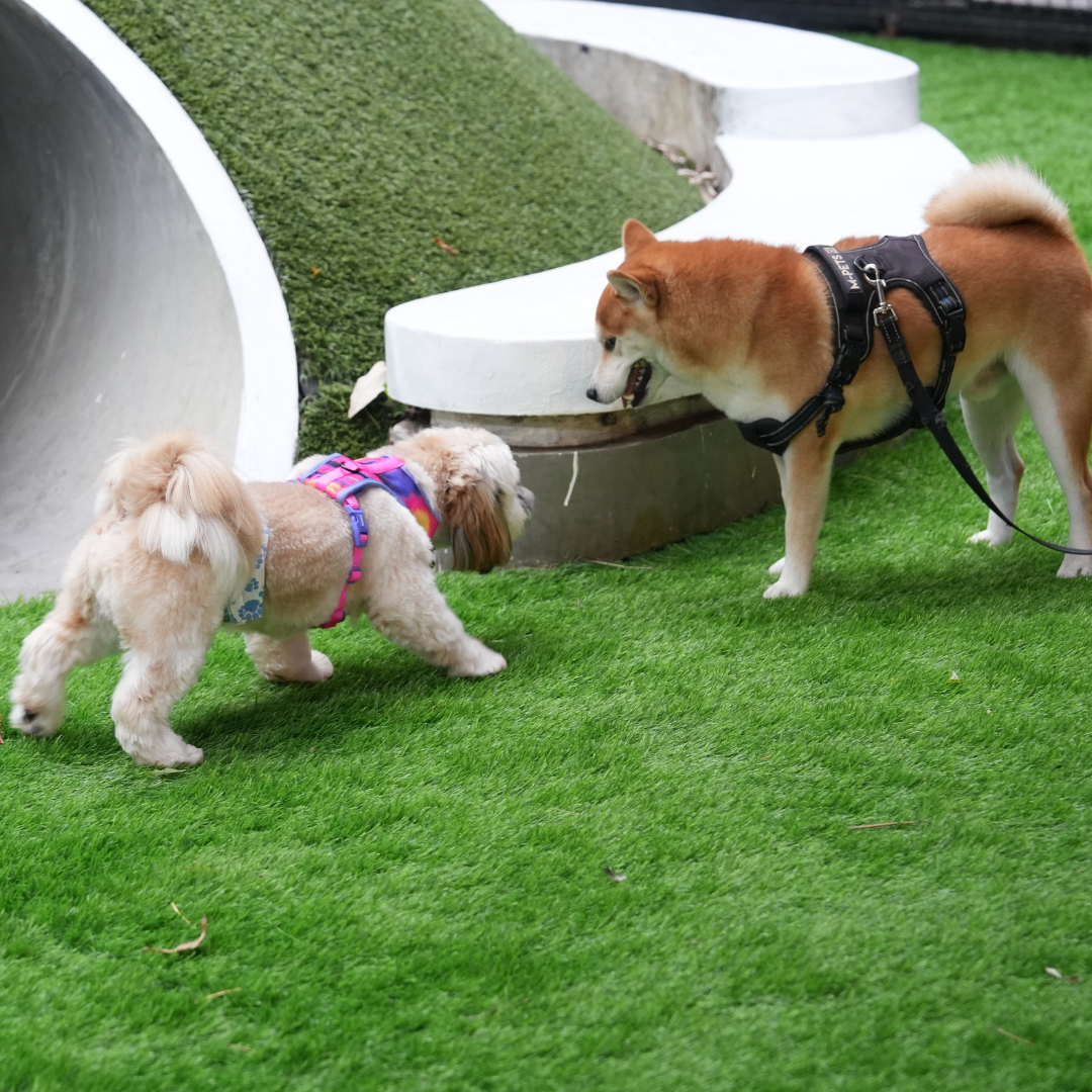 Hotel para Cachorro com Piscina | Hospedagem Canina com Lazer, Segurança e Bem-Estar