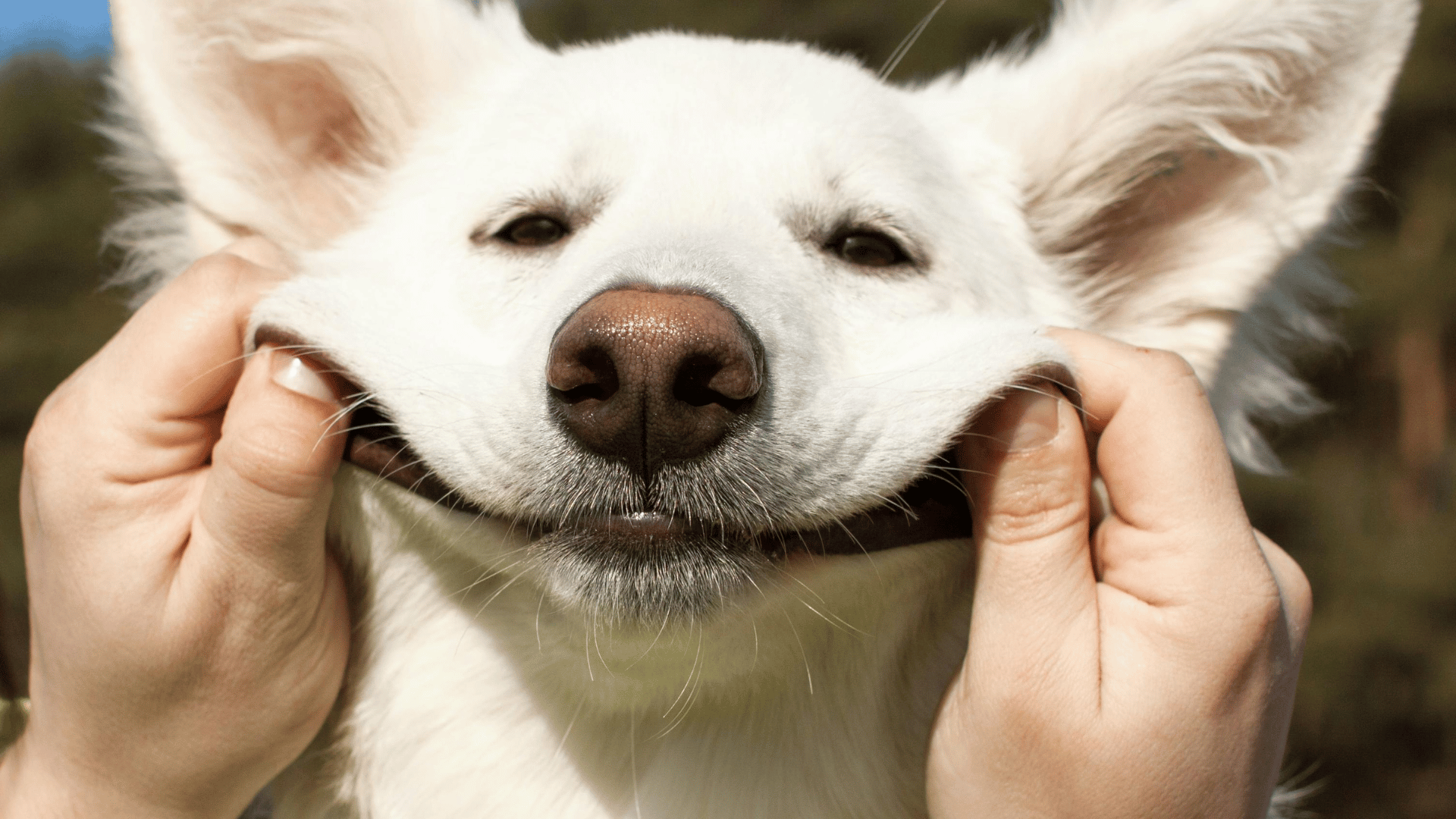 Um Hotel Bom para Cachorro | Como Escolher a Melhor Hospedagem