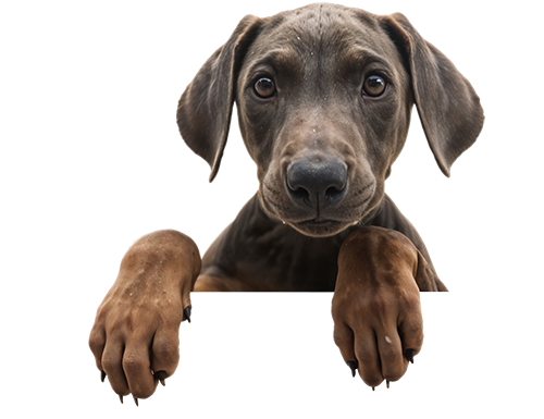 Asilo para Cachorros São Paulo