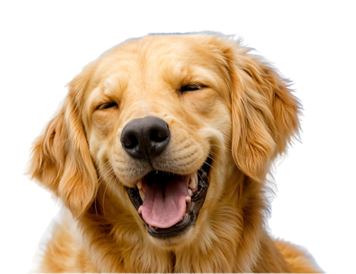 Hotel para Cachorros