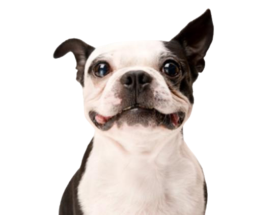 Educação Canina
